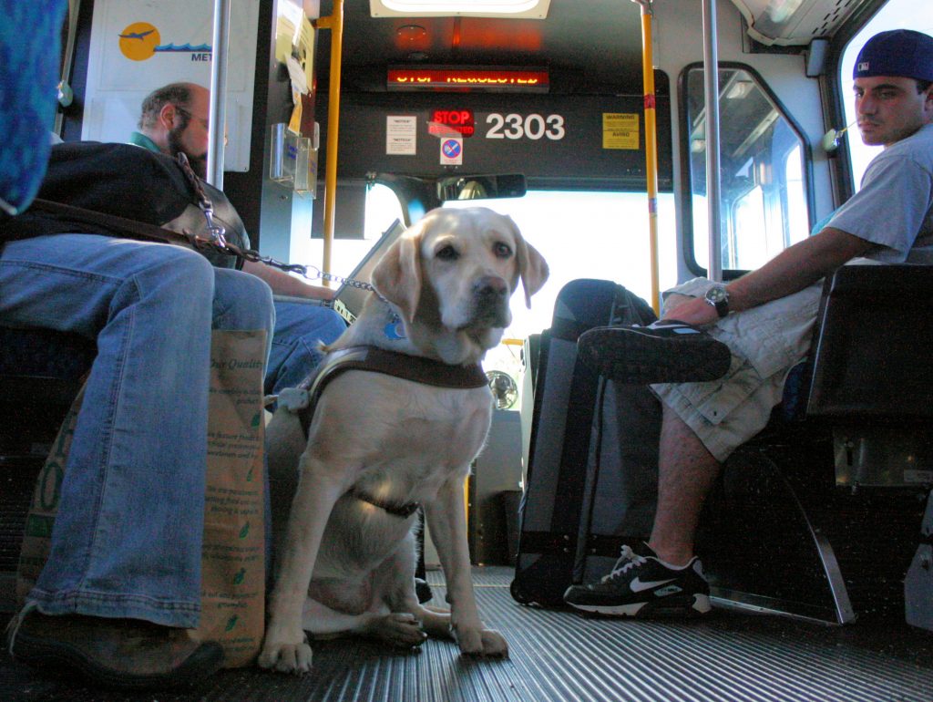 Cani e gatti viaggeranno gratis sui mezzi pubblici