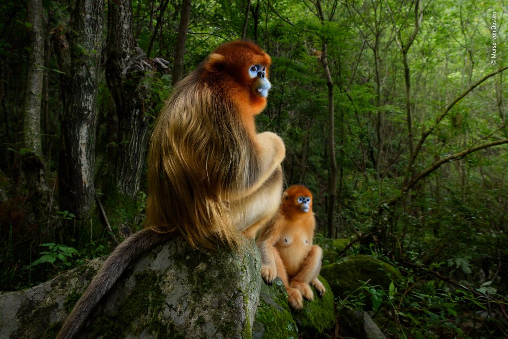 Wildlife Photographer of The Year a Milano