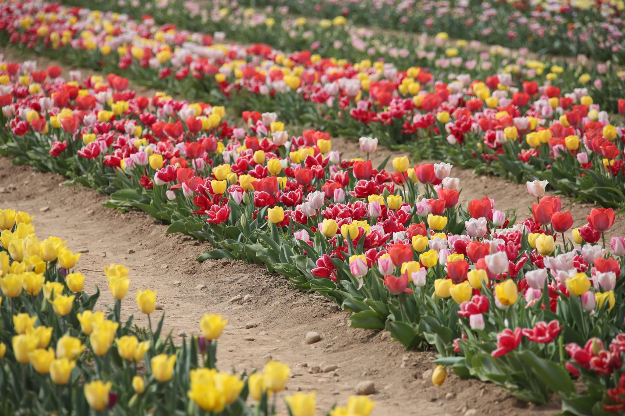 Riapre ufficialmente "la piccola Olanda", il campo di Tulipani YOUparti