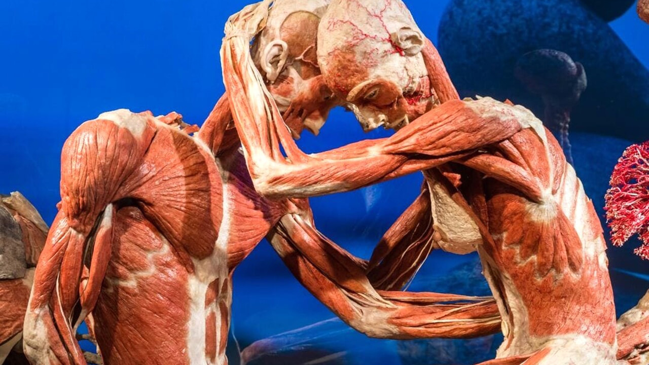 BODY WORLDS: Il ritmo della vita torna a Milano YOUparti